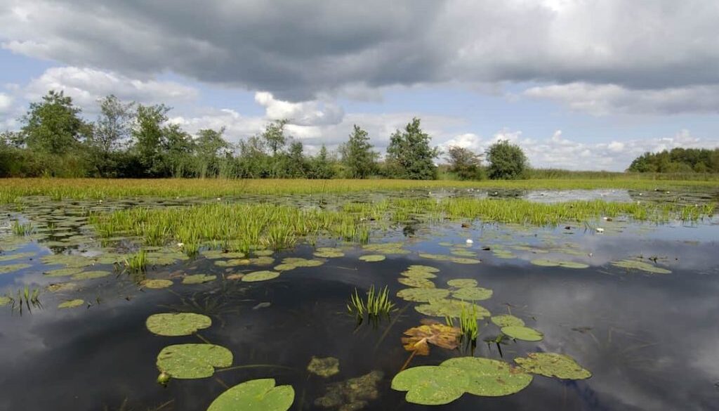 ©Philip Friskorn-trekgat waterlelies krabbescheer