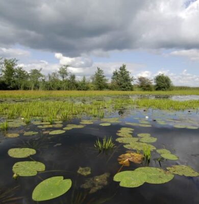 ©Philip Friskorn-trekgat waterlelies krabbescheer