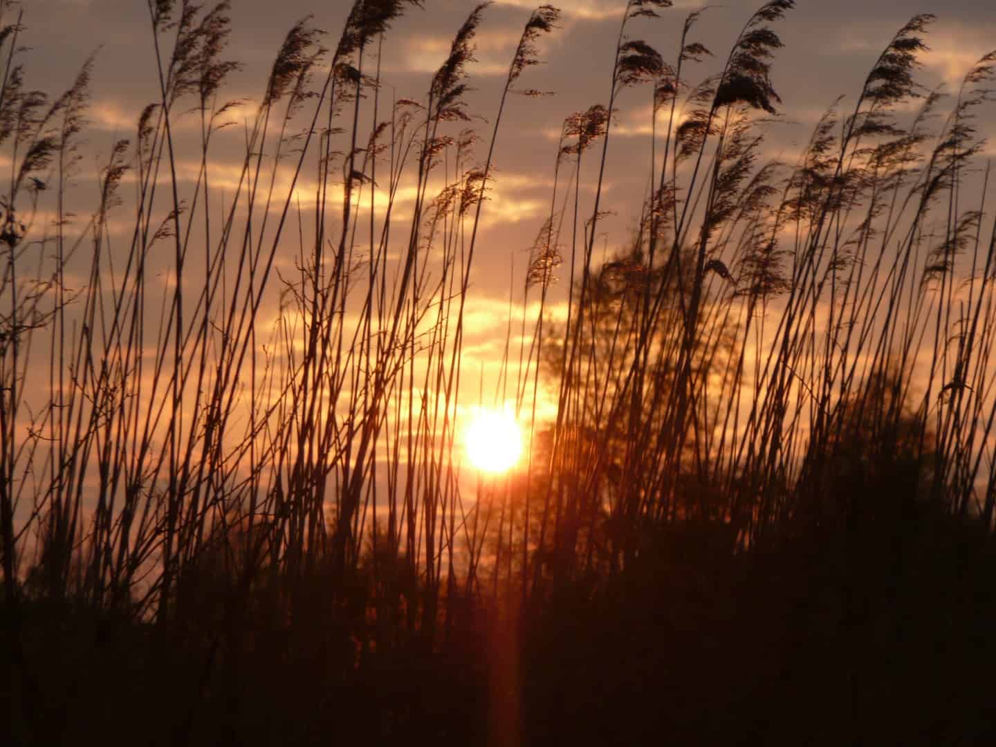 avondzon (Large)