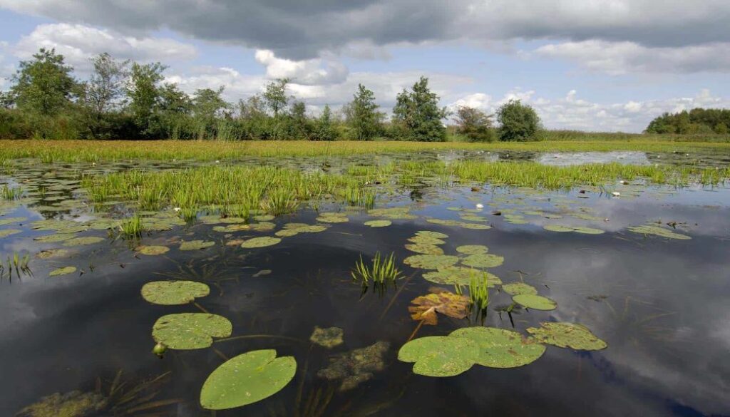©Philip Friskorn-trekgat waterlelies krabbescheer