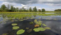 ©Philip Friskorn-trekgat waterlelies krabbescheer