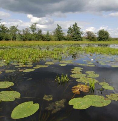 ©Philip Friskorn-trekgat waterlelies krabbescheer