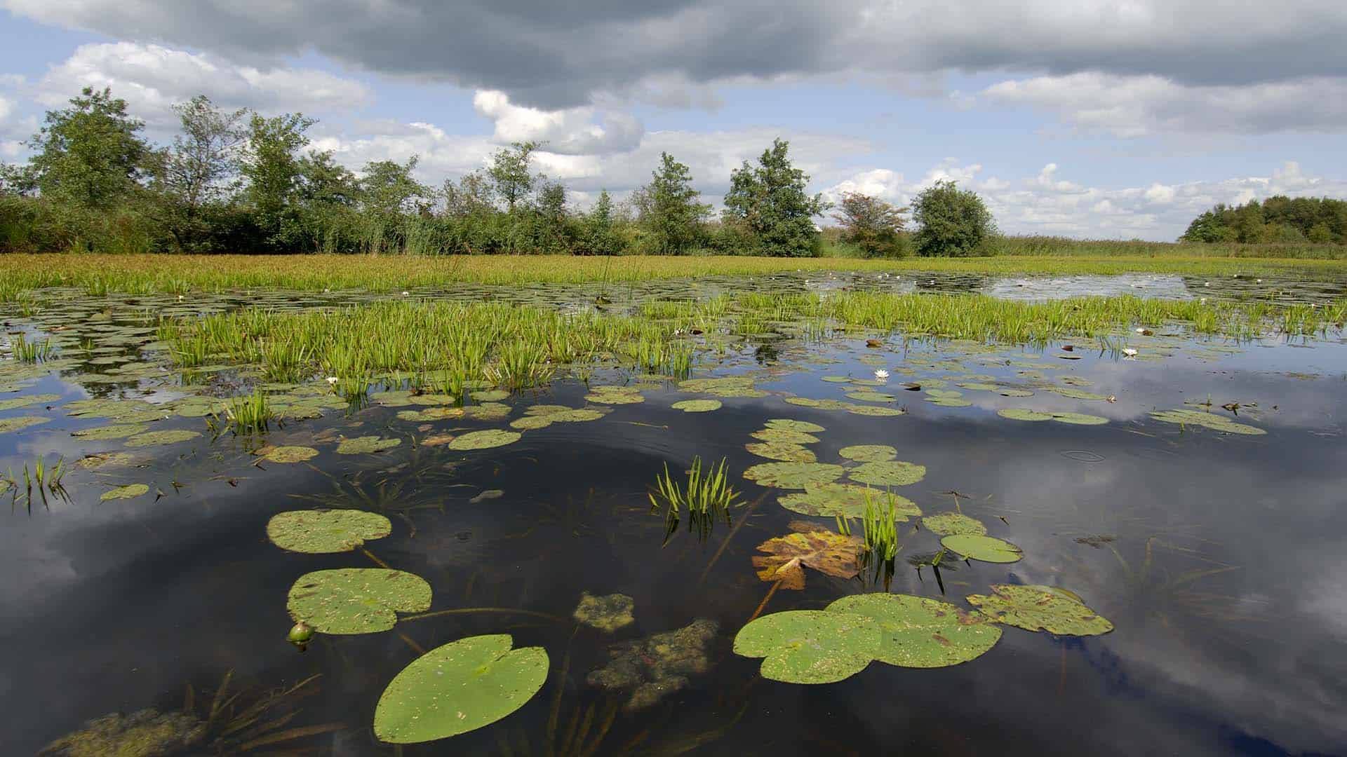 ©Philip Friskorn-trekgat waterlelies krabbescheer