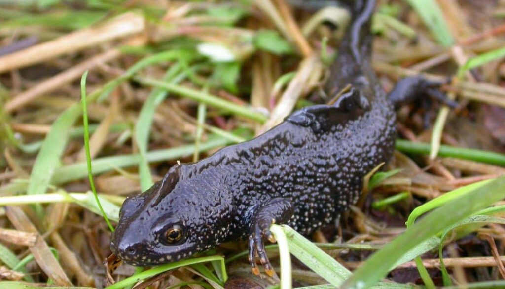 Kamsalamander - Mark Zekhuis