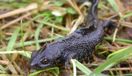 Kamsalamander - Mark Zekhuis