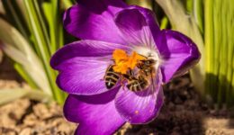 Bij in een krokus