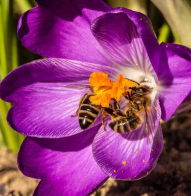 Bij in een krokus