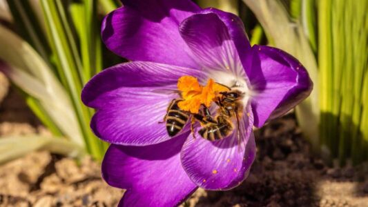 Bij in een krokus