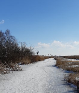 schaatsen de weerribben (Foto Pixabay)