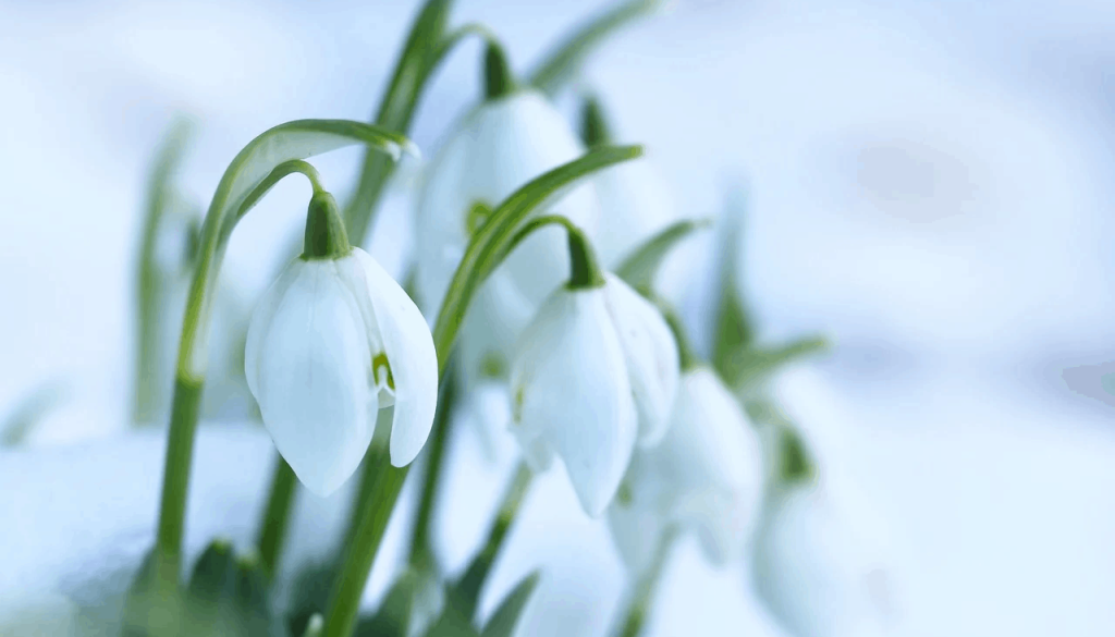 sneeuwklokje (Foto Pixabay)