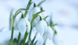 sneeuwklokje (Foto Pixabay)