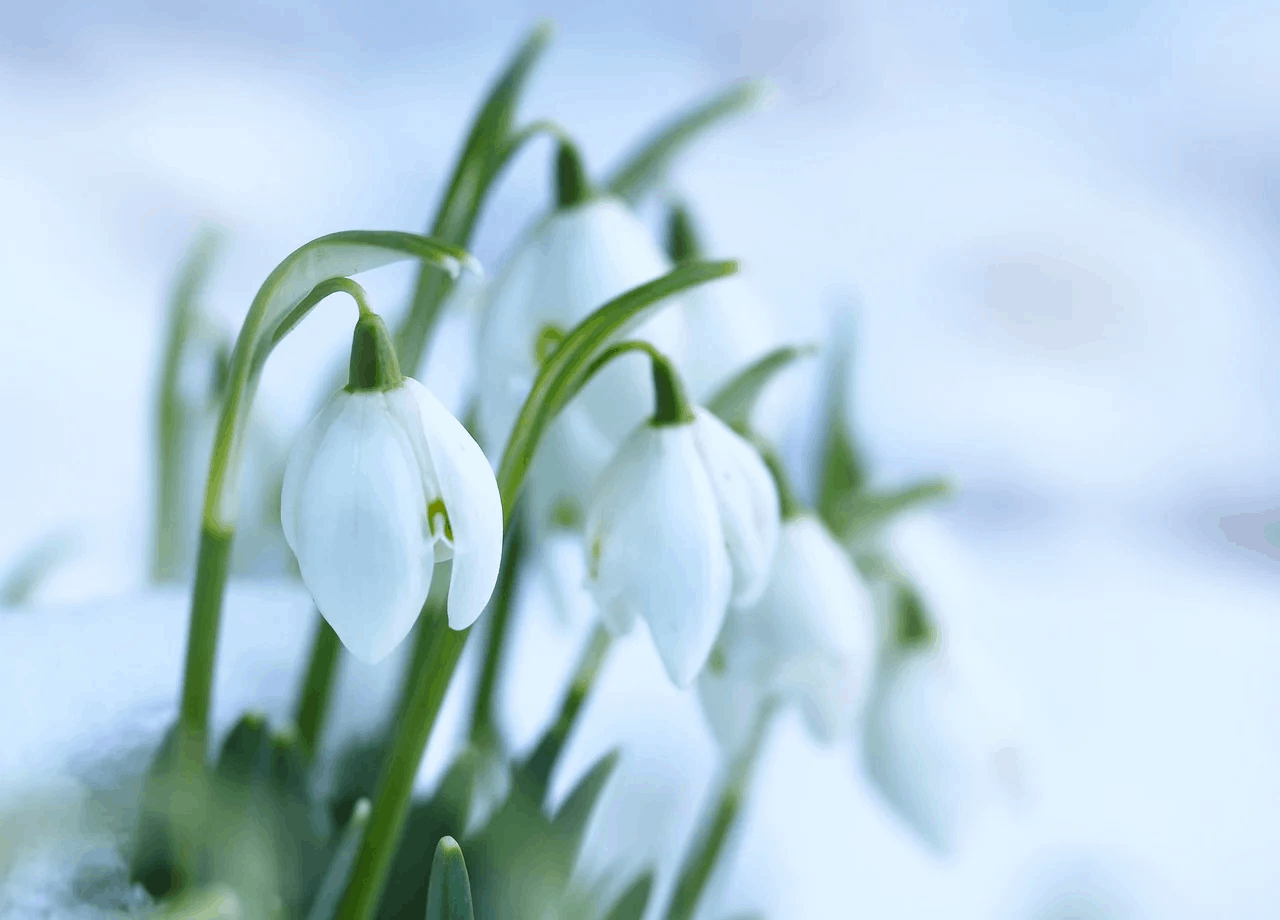 sneeuwklokje (Foto Pixabay)