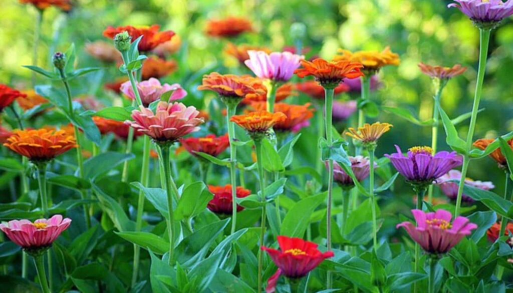 tuinrooute