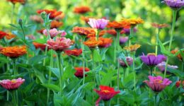 tuinrooute