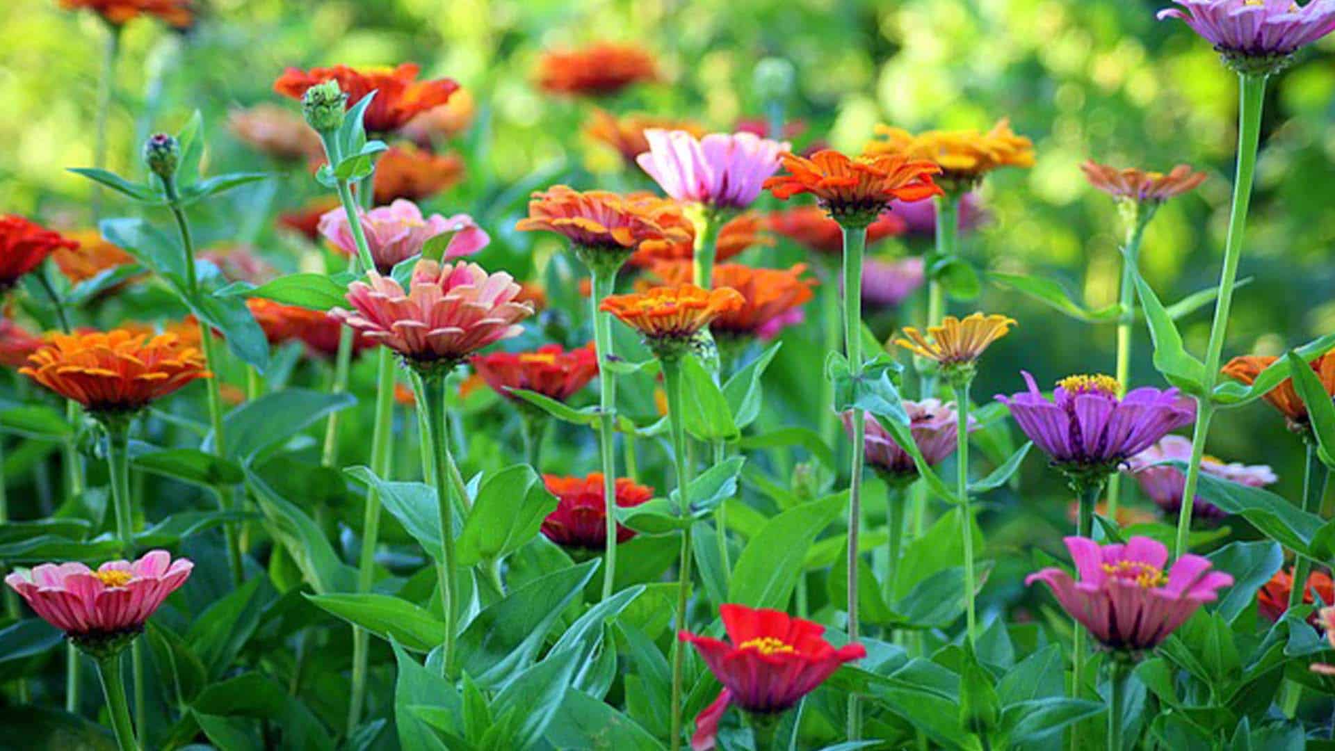 tuinrooute