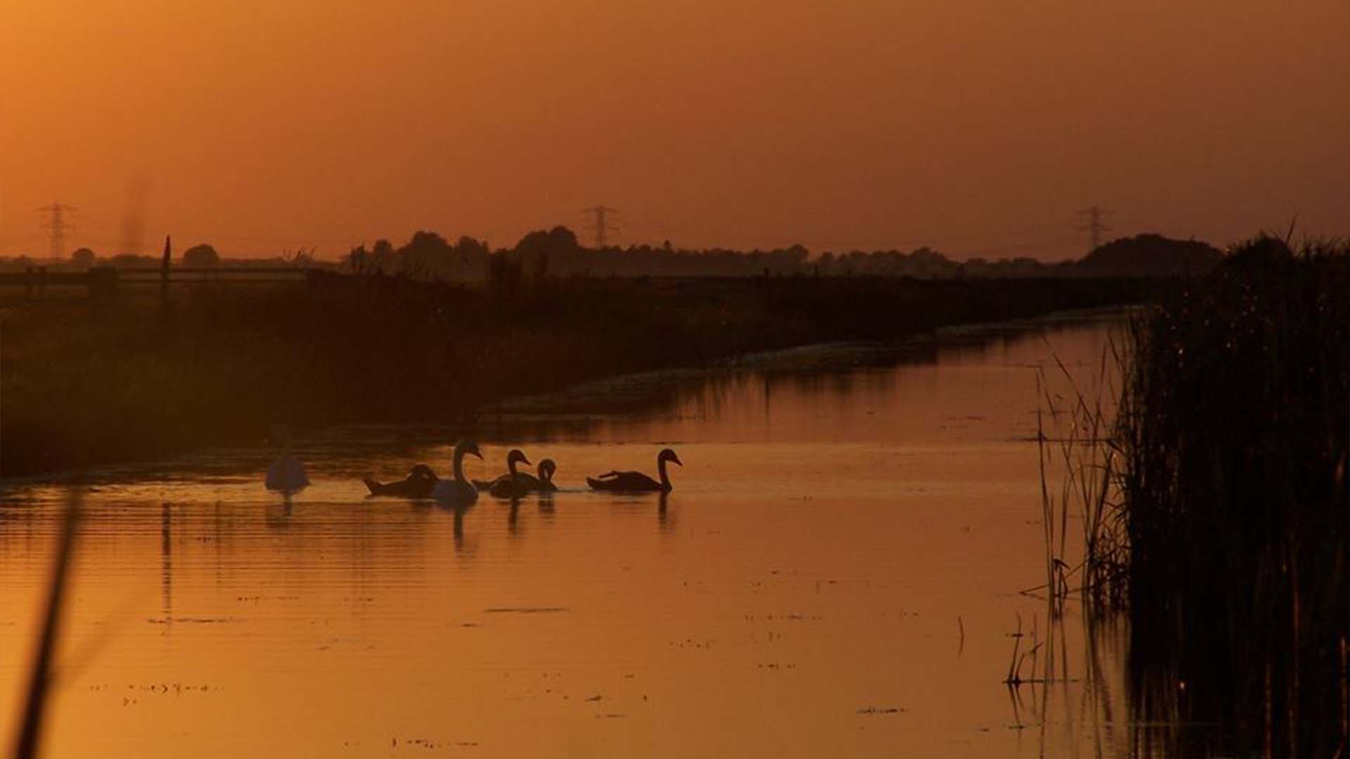 avondzon vaart zwanen