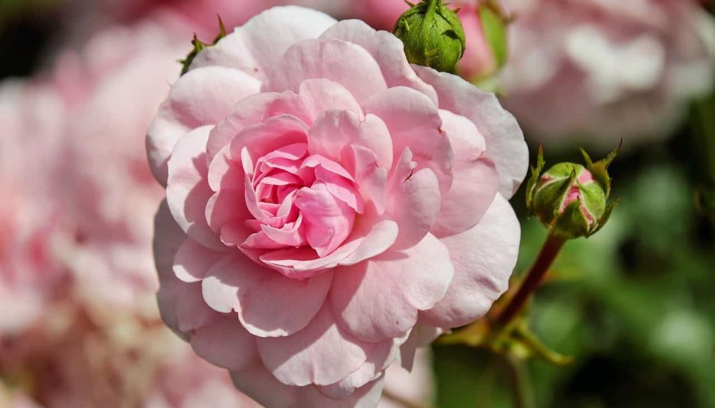 rozen (Foto Pixabay)