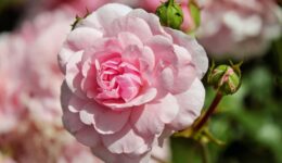 rozen (Foto Pixabay)