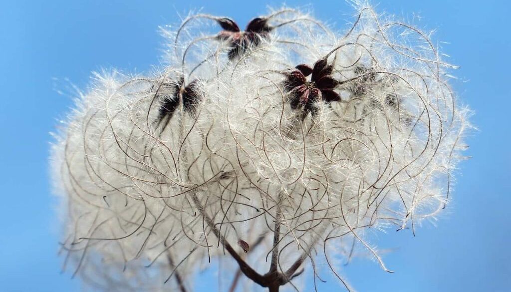 wollig (Foto Pixabay)