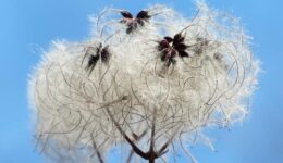 wollig (Foto Pixabay)