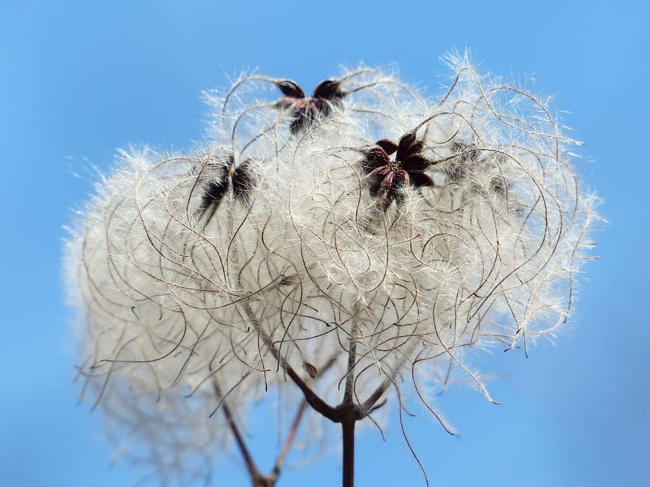 wollig (Foto Pixabay)