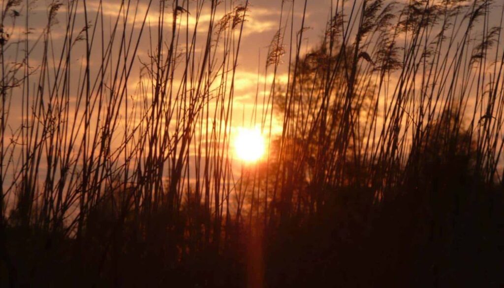 zon