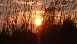 zon