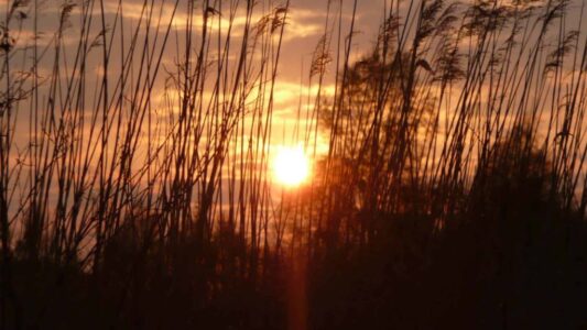 zon