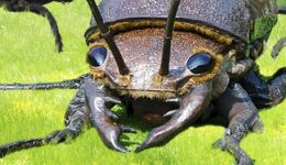 big bugs foto