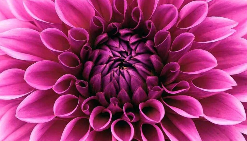 dahlia (Foto Pixabay)