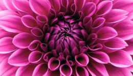 dahlia (Foto Pixabay)