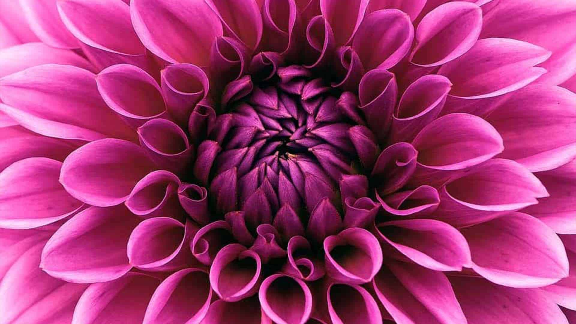 dahlia (Foto Pixabay)