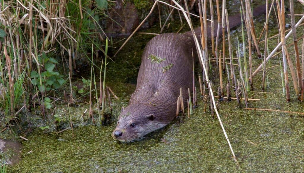 foto otter Natuurmonumenten_Luc Hoogenstein