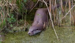 foto otter Natuurmonumenten_Luc Hoogenstein