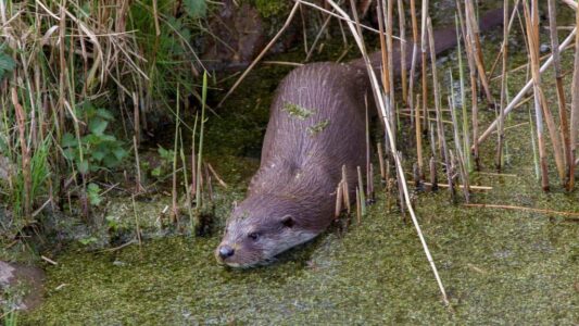foto otter Natuurmonumenten_Luc Hoogenstein