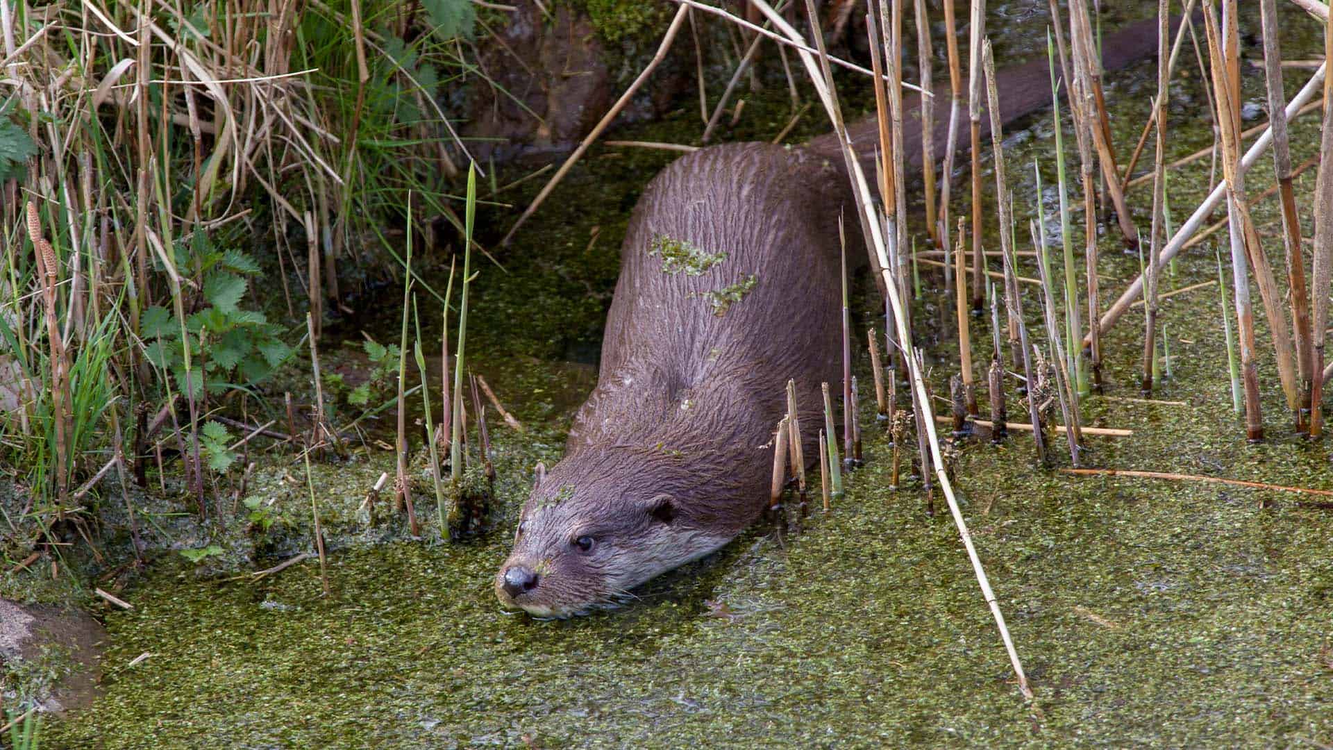 foto otter Natuurmonumenten_Luc Hoogenstein