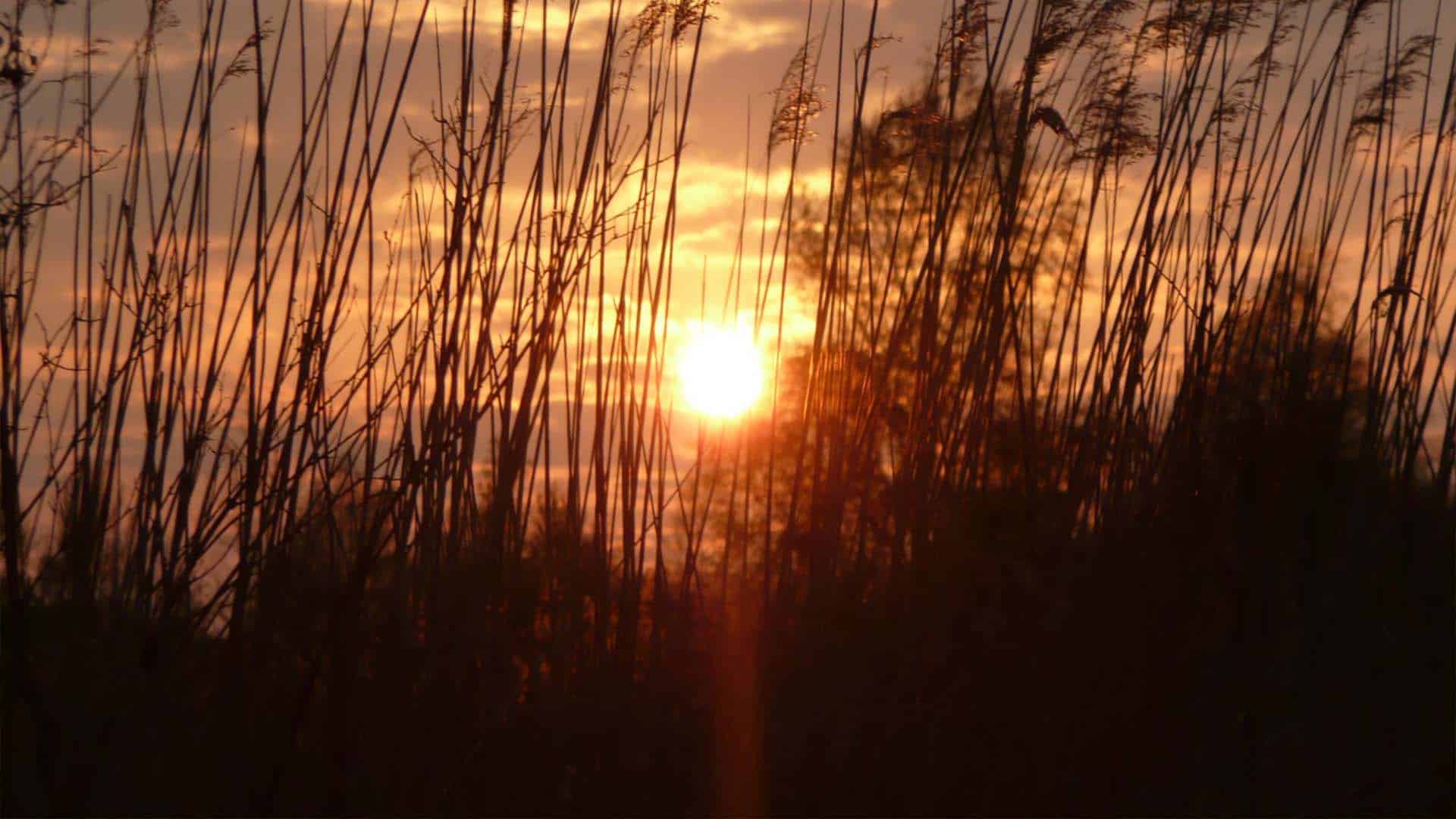 avondzon (Large)