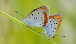 Foto lezing het land van de grote vuurvlinder