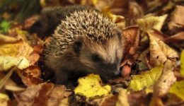 egel (Foto Pixabay)