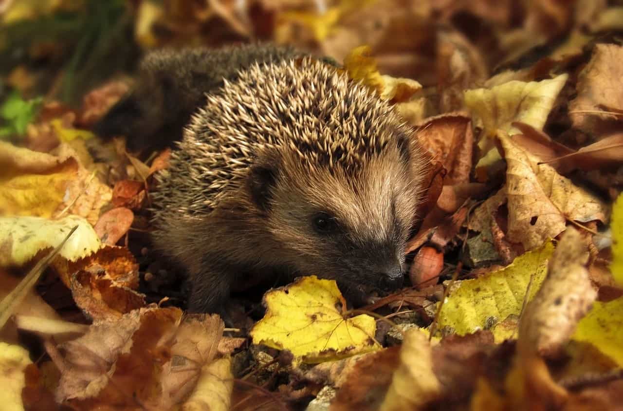 egel (Foto Pixabay)