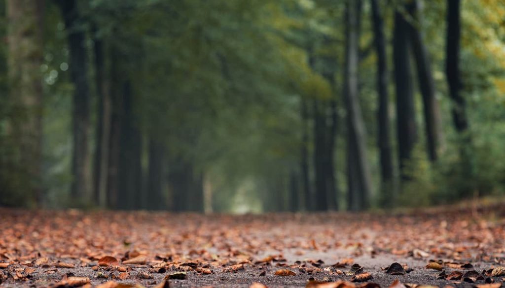 herfst 2021 (Foto Pixabay)
