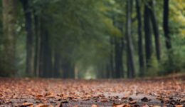 herfst 2021 (Foto Pixabay)