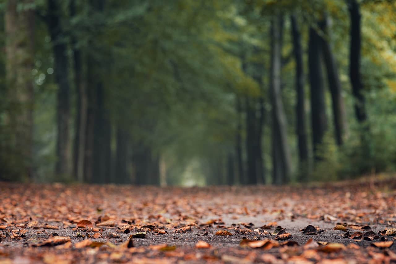 herfst 2021 (Foto Pixabay)