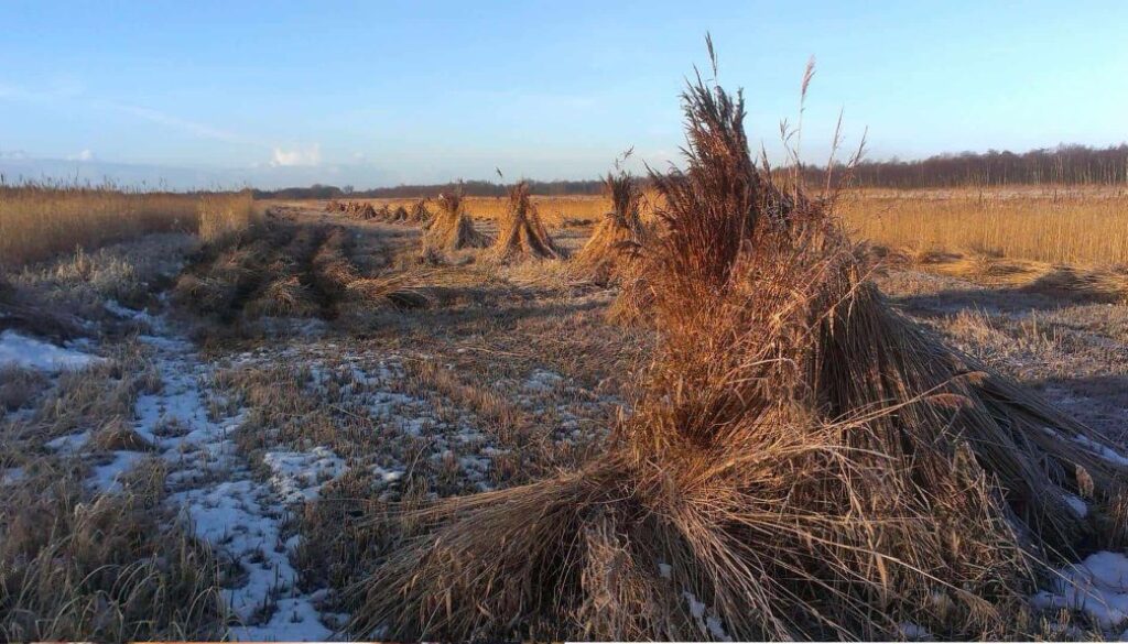 winter-riet