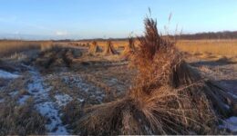 winter-riet