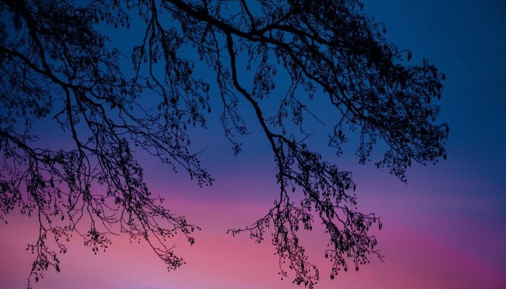 bos winter zonsondergang (Foto Pixabay)