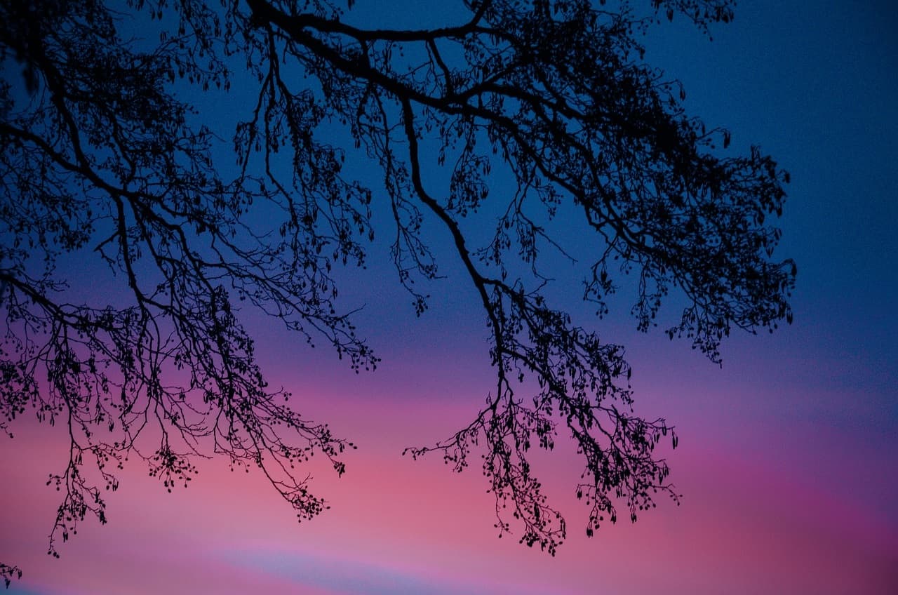 bos winter zonsondergang (Foto Pixabay)