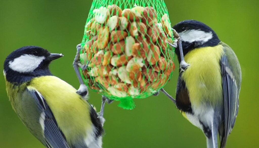 vogels winter (Foto Pixabay)