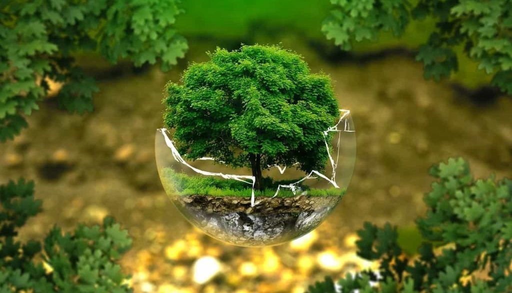 ecologie (Foto Pixabay)