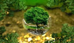ecologie (Foto Pixabay)